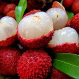Lychee Fruit - Litchi chinensis - Rare 'Fruit' Seeds - Litchi, Red-White, Leechee, Chinese Strawberry, Lychee Nut, Sapindaceae, Lichu