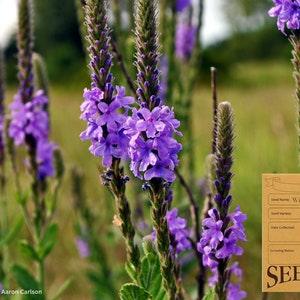 Ontario Native Plants - Hoary Vervain - Verbena stricta