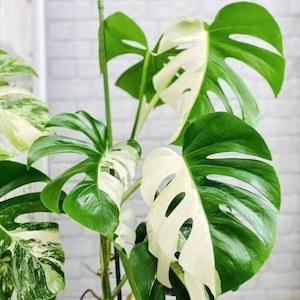 Monstera Albo White Tiger Deliciosa Indoor Plant Rooted Live Cutting Nodes