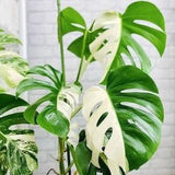 Monstera Albo White Tiger Deliciosa Indoor Plant Rooted Live Cutting Nodes