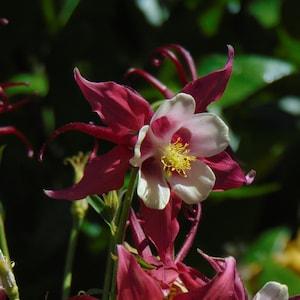 Red Columbine Seeds (Aquilegia caerulea)