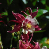 Red Columbine Seeds (Aquilegia caerulea)