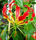 Gloriosa Superba Glory Vine 10 Seeds, Climbing Flame Lily Exceptional Beauty