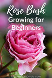 Growing Rose Bushes Flower Delivery