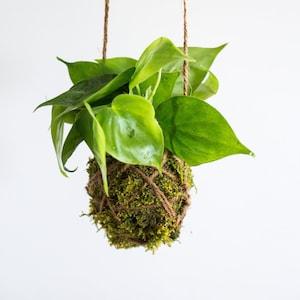 Kokedama Ball, Philodendron, Gift for Plant Lover