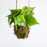 Kokedama Ball, Philodendron, Gift for Plant Lover