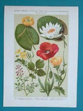 MEDICINAL FLOWERS Red Poppy Water-lily Celandine - 1896 Color Litho Print