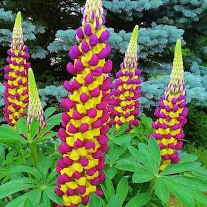 568 Lupine Seeds Lupine 10 Zaden Seeds Seeds Lupins Seeds Plantseeds