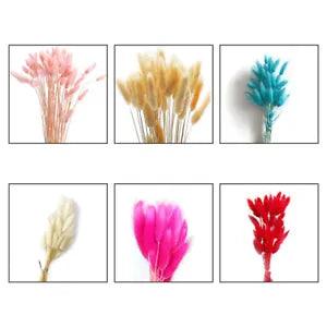 30/50X Natural Dry Bunny Tails Grass Rabbit Flowers Bunch Bouquet Plants Wedding