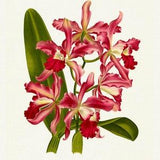 Orchid No. 624, 1885, Linden auth., botanical print (giclee) on canvas, 50x70cm. or 20x25" approx.