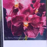 Orchid Vanda Perry Hollingsworth Tropical Hanging Plants
