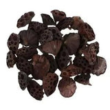 30x   Dried pod of lotus  Arrangement  Floral