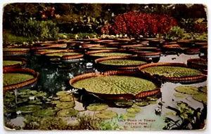 Postcard Lily Pond in Tower Grove Park St. Louis MO