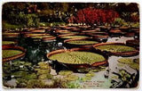 Postcard Lily Pond in Tower Grove Park St. Louis MO