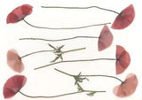 Dried pressed flowers for resin Pressed poppies with stem(10pcs) Natural flowers