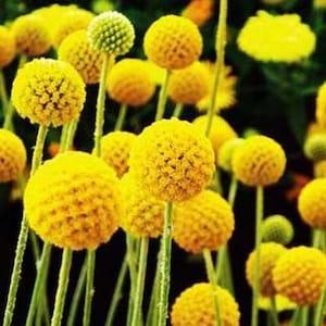 50+ Craspedia Globosa Billy Button Flower Seeds-B194-Beautiful Annual
