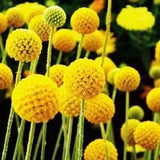 50+ Craspedia Globosa Billy Button Flower Seeds-B194-Beautiful Annual