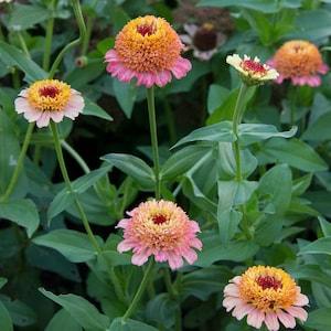 25 Peach Zinderella Seeds / Zinnia Elegans / Cut Flower / Container Gardening / Heirloom Seeds / English Garden / Wildflowers / Cottage