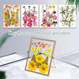 True Dry Flower Embossing Paste Face Decoration Eye Petal Makeup Bride Girl New
