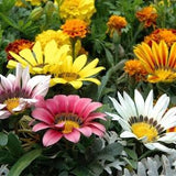 30 seeds Gazania New Day Seeds - mixed perennial