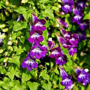 BLUE CLIMBING SNAPDRAGON Mexican Viper! Maurandya Asarina Purple Dragon Vine 10 Seeds