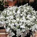 100+ White Lobelia Pendula Cascade Seeds-Trailing Lobelia Erinus--Lobelia Erinus White Lady Seeds-Annual-B417