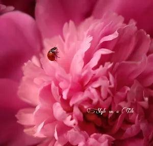 Lovely Ladybird Ladybug Pink Peony Flower 4.25???/108mm ceramic wall tile coaster