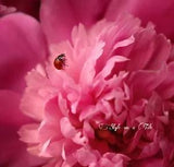 Lovely Ladybird Ladybug Pink Peony Flower 4.25???/108mm ceramic wall tile coaster