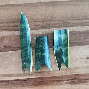 LOT DE 3 Usine de serpent Sansevieria trifasciata(langue de belle-m¡§¡§re)boutures non enracin¡§?es