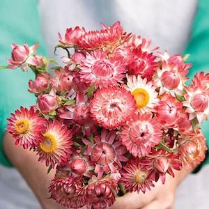 40+ King Size Raspberry Rose Strawflower Flower Seeds / Bracteantha bracteata /Excellent as dried flowers (#116)