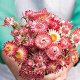 40+ King Size Raspberry Rose Strawflower Flower Seeds / Bracteantha bracteata /Excellent as dried flowers (#116)