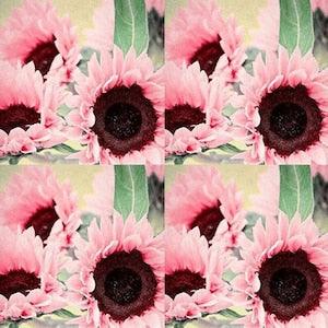 100+ Seeds Pink Sun Rose Sun flower Pink Sunflower Seeds Pink Sunflower Beautiful Gorgeous Colour Rare Flowers Plant decorate garden gifts
