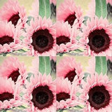 100+ Seeds Pink Sun Rose Sun flower Pink Sunflower Seeds Pink Sunflower Beautiful Gorgeous Colour Rare Flowers Plant decorate garden gifts