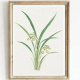 Orchid Vintage Print-Flowers Orchid Antique Watercolor Art-Orchid Vintage Print-Botanical French Country Art Print-Antique Flowers Art Print