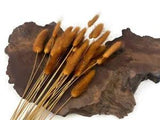 30 Pieces 12-15" Burnt Orange Bunny Tail Preserved Dried Botanical Grass Bouquet