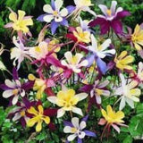 European Columbine Mix colours ( pink, red, purple, yellow, blue) . Shade plant. Perennial. 50 seeds
