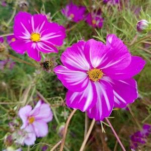 Mixed Cosmos Seeds - Cosmos Bipinnatus - Pollinator Friendly & Beautiful