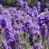 Lavender Seeds -  Lavandula agustifolia  - ?¡ãMunstead?¡À - medicinal herb - Seeds