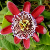 F199 -10 Passion Flower Seeds Climber Autumn Flower Flowering Plant