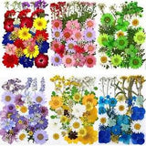 Assorted  Pressed Dried Flower Floral Leaves for  Resin Crafts