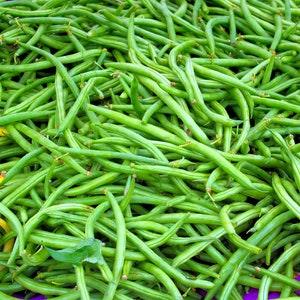50 Bean Seeds - Organic Blue Lake Pole Green Bean Vegetable Garden Seeds, Open-Pollinated, Non-GMO, Heirloom seeds, Grown in Canada