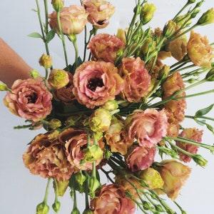 APRICOT LISANTHUS Double Flowers Lisianthus Eustoma, 5 Seeds