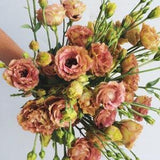 APRICOT LISANTHUS Double Flowers Lisianthus Eustoma, 5 Seeds