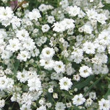 100 Pcs Baby's Breath  Gypsophila Flower Seeds- GYPSOPHILA ELEGANS / (FL046)