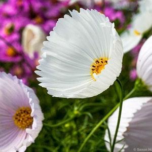 20 Cups and Saucers Cosmos Seeds / Cosmos bipinnatus / English Garden / Wildflowers /  Bouquet Flowers / Wedding Flowers / Cut Flowers