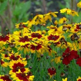 Plains Coreopsis Flower Seeds - Open-Pollinated for Seed Saving - Non-Hybrid & Non-GMO - Heirloom Canada Flower Seeds