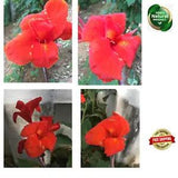 very rare gorgeous canna giant red king canna Lily Flower Tropical Plants Canna