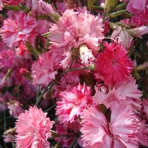 25+ Carnation Rose Flower Seeds- Annual Grenadin Rose- Exotic  Dianthus Caryophyllus-B663