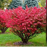 Eye-Catching Burning Bush