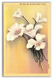 Sego Lily Blossom Utah State Flower UT UNP LInen Postcard R27